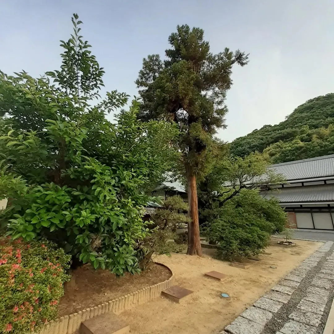 護国神社周囲を朝さんぽ