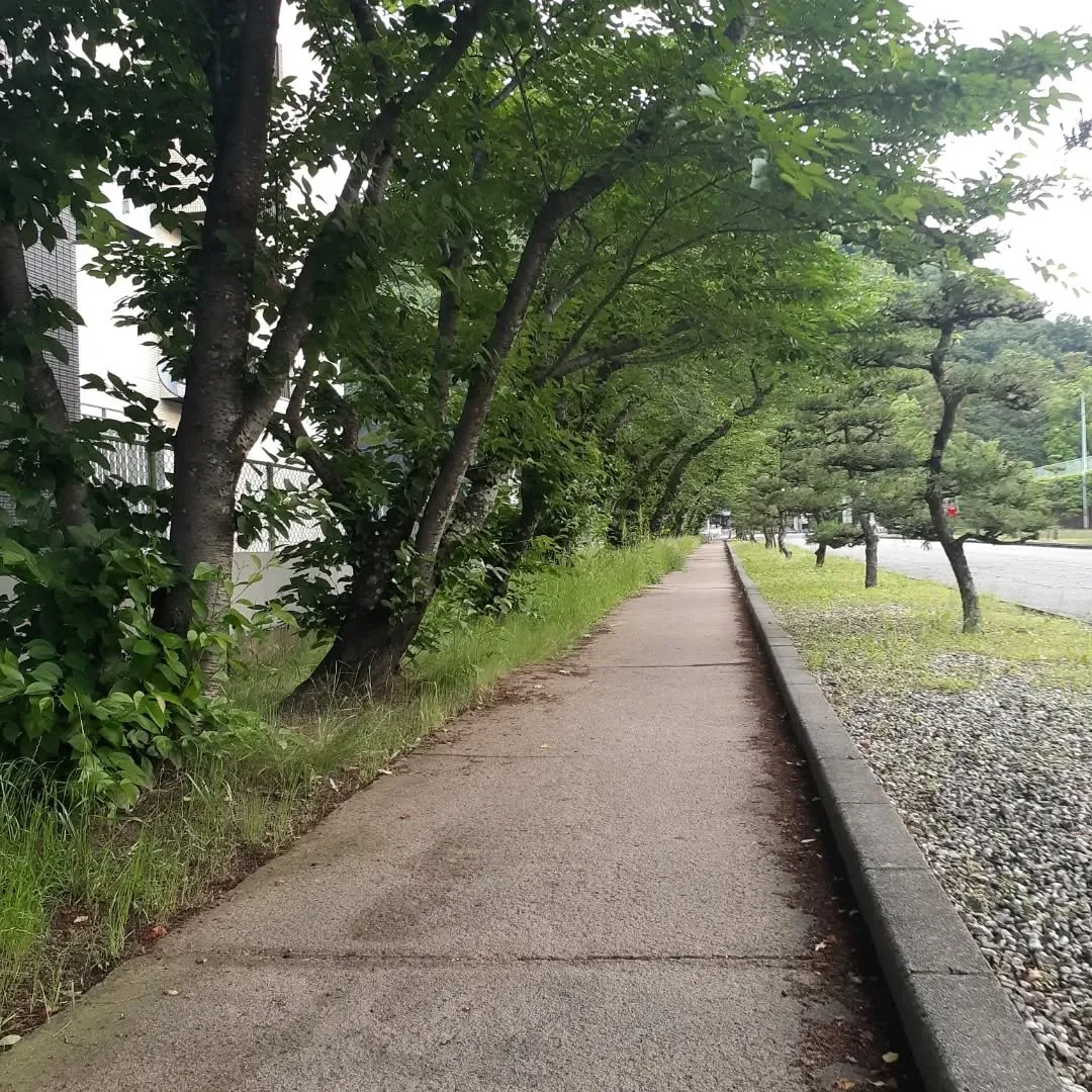 護国神社周囲を朝さんぽ