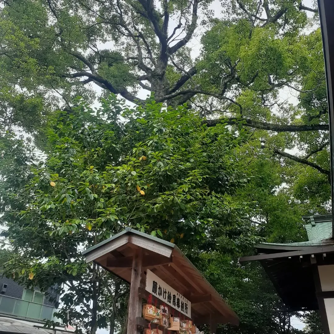 砥部町大宮八幡宮を朝さんぽ
