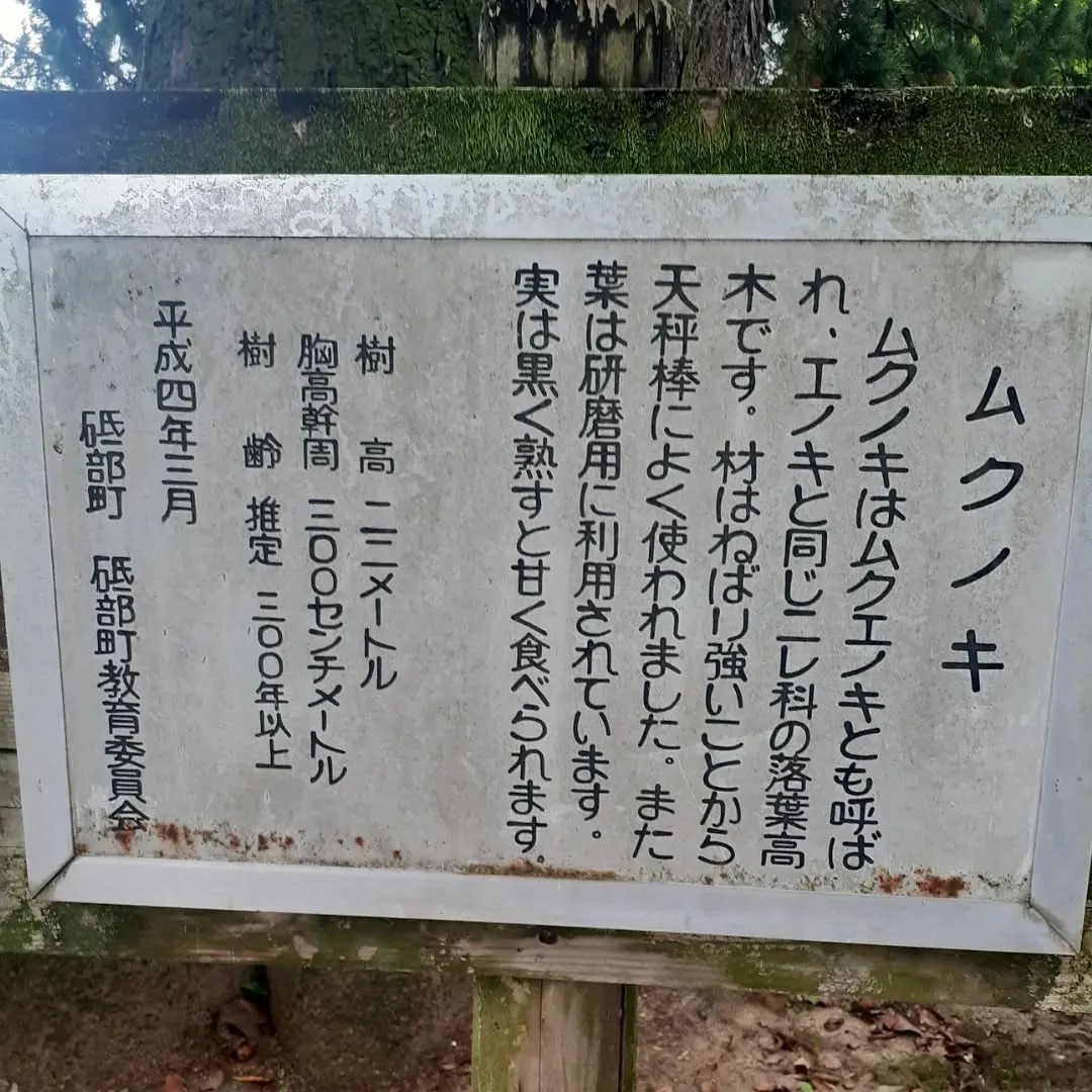 砥部町大宮八幡宮を朝さんぽ