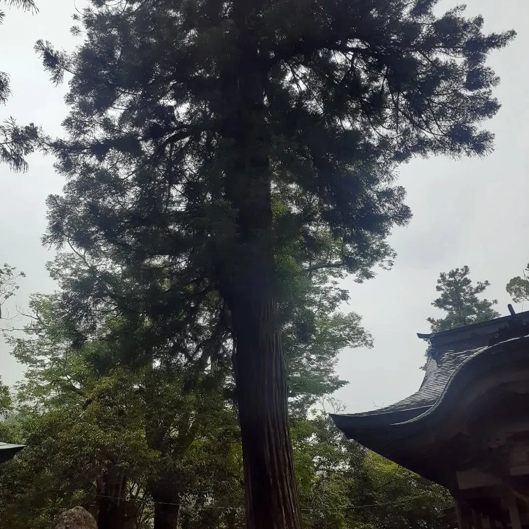 少し雨が降っている中、小田町に向かう途中にあった新田八幡神社...