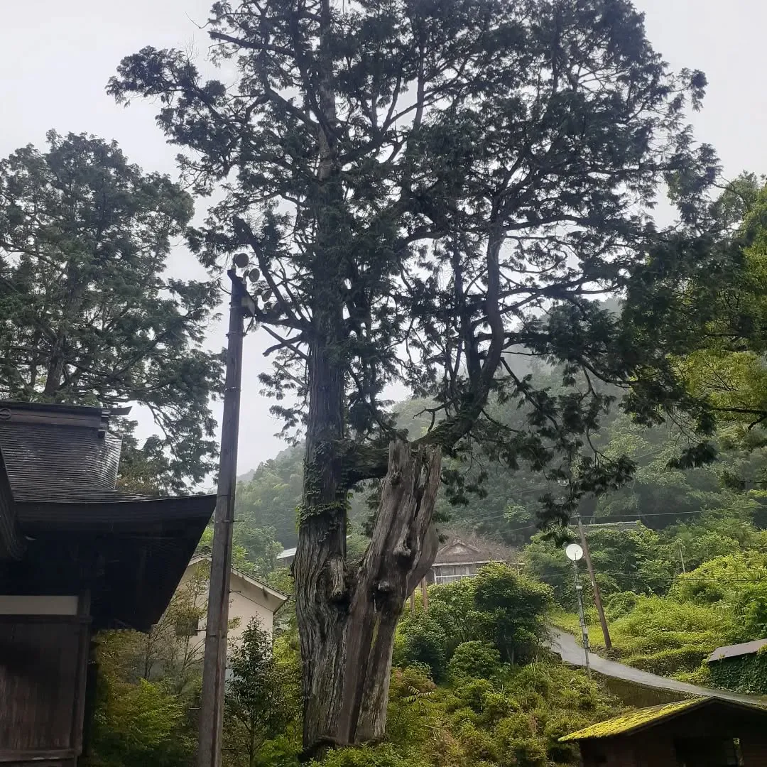 少し雨が降っている中、小田町に向かう途中にあった新田八幡神社...